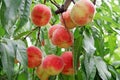 Ripe fresh peaches on the peach tree are full of branches.