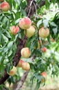 Ripe fresh peaches on the peach tree are full of branches. Royalty Free Stock Photo