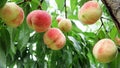 Ripe fresh peaches on the peach tree are full of branches.