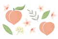 Peach set with leaves and flowers. Vector illustration Royalty Free Stock Photo