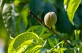 A peach is sitting on a branch of a tree Royalty Free Stock Photo