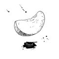 Peach slice vector drawing. Isolated hand drawn object on white