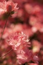 Peach Spring Azalea Bloom Background Royalty Free Stock Photo