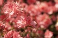 Peach Spring Azalea Flower Background Royalty Free Stock Photo