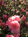 Peach Spring Azalea Flower Shrub Bush - Morgan County Alabama USA Royalty Free Stock Photo