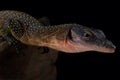 Peach-throated monitor Varanus jobiensis