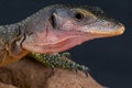 Peach-throated monitor / Varanus jobiensis