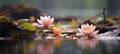 Peach Toned Water Lily in Rain, Beautiful Nature Background with Free Space for Text