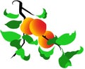 Peach tree