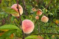 Peach tree Royalty Free Stock Photo