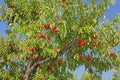 Peach tree Royalty Free Stock Photo