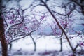 Peach tree blossom on a farm in spring snow Royalty Free Stock Photo