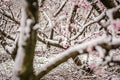 Peach tree blossom on a farm in spring snow Royalty Free Stock Photo