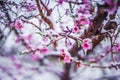 Peach tree blossom on a farm in spring snow Royalty Free Stock Photo