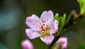 Peach tree blossom Royalty Free Stock Photo