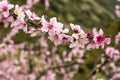 Peach tree blossom, flower, spring season Royalty Free Stock Photo