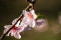 Peach tree blossoms in blurred painterly photo