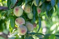 Peach tree branch with juicy fruits in the orchard closeup. selective focus Royalty Free Stock Photo