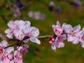 Peach tree branch with pink blossoming flowers. soft green blurred background Royalty Free Stock Photo