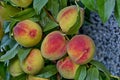 Peach tree branch or Prunus persica with many ripe fruits, recommended as background