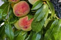Peach tree branch or Prunus persica with many ripe fruits, recommended as background Royalty Free Stock Photo