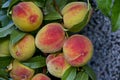 Peach tree branch or Prunus persica with many ripe fruits, recommended as background Royalty Free Stock Photo