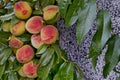 Peach tree branch or Prunus persica with many ripe fruits, recommended as background Royalty Free Stock Photo