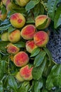 Peach tree branch or Prunus persica with many ripe fruits, recommended as background Royalty Free Stock Photo