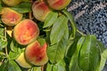 Peach tree branch or Prunus persica with many ripe fruits, recommended as background Royalty Free Stock Photo