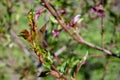 Peach tree disease leaf curl. fungal disease Taphrina deformans affected fruit tree in garden. leaves of tree are spotted, twisted Royalty Free Stock Photo