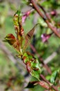 Peach tree disease leaf curl. fungal disease Taphrina deformans affected fruit tree in garden. leaves of tree are spotted, twisted Royalty Free Stock Photo