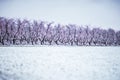 Peach tree farm in winter snow Royalty Free Stock Photo