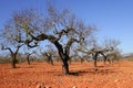 Peach tree field in red soil Royalty Free Stock Photo