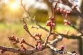 Peach tree flower buns in sunlight newness springtime concept Royalty Free Stock Photo