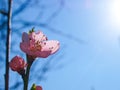 Peach tree flower close up in the sunshine.