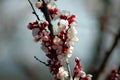 Peach tree flower in spring.