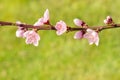 Peach tree flowers and buds with blurred green background Royalty Free Stock Photo