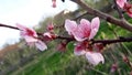 Peach tree flowers