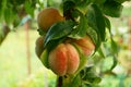 peach tree with fruits Royalty Free Stock Photo