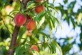 Peach tree fruits Royalty Free Stock Photo