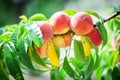 Peach tree with fruits growing in the garden. Peach orchard. Royalty Free Stock Photo