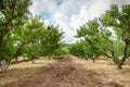 Peach tree with fruits growing in the garden. Peach orchard. Royalty Free Stock Photo