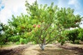 Peach tree with fruits growing in the garden. Peach orchard. Royalty Free Stock Photo