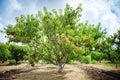 Peach tree with fruits growing in the garden. Peach orchard. Royalty Free Stock Photo