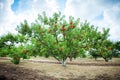 Peach tree with fruits growing in the garden. Peach orchard. Royalty Free Stock Photo