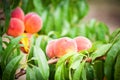 Peach tree with fruits growing in the garden. Peach orchard. Royalty Free Stock Photo