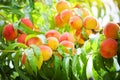 Peach tree with fruits growing in the garden. Peach orchard. Royalty Free Stock Photo