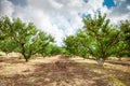 Peach tree with fruits growing in the garden. Peach orchard. Royalty Free Stock Photo