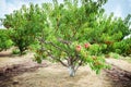 Peach tree with fruits growing in the garden. Peach orchard.