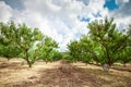 Peach tree with fruits growing in the garden. Peach orchard. Royalty Free Stock Photo